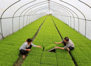 泰安市三个基地入选山东省巾帼现代农业科技示范基地