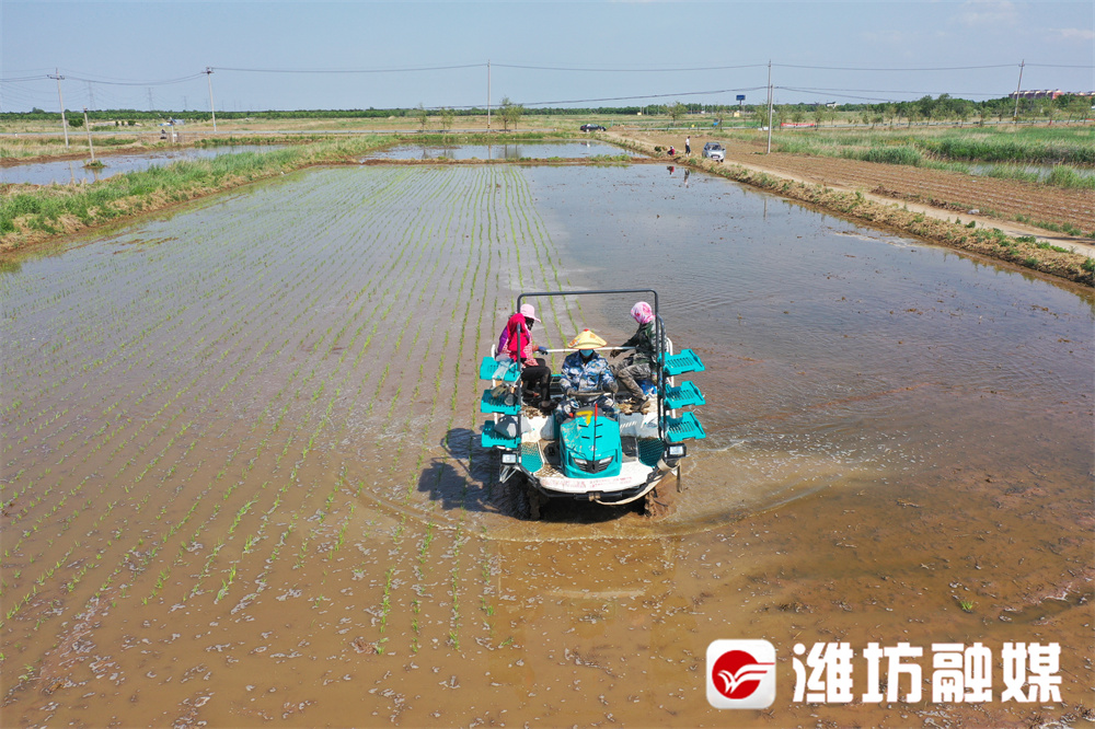 时隔50年,稻花飘香,稻米归仓的美景重现双王城,是有多种原因的