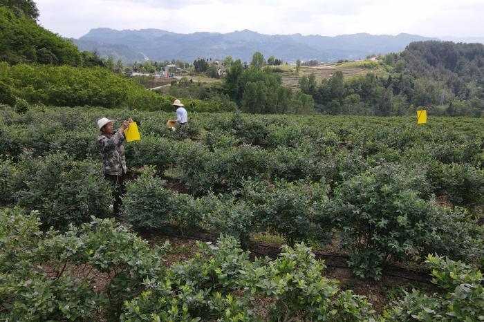 巴山峽谷種出致富“藍精靈” 老區幸福生活“抿抿甜”