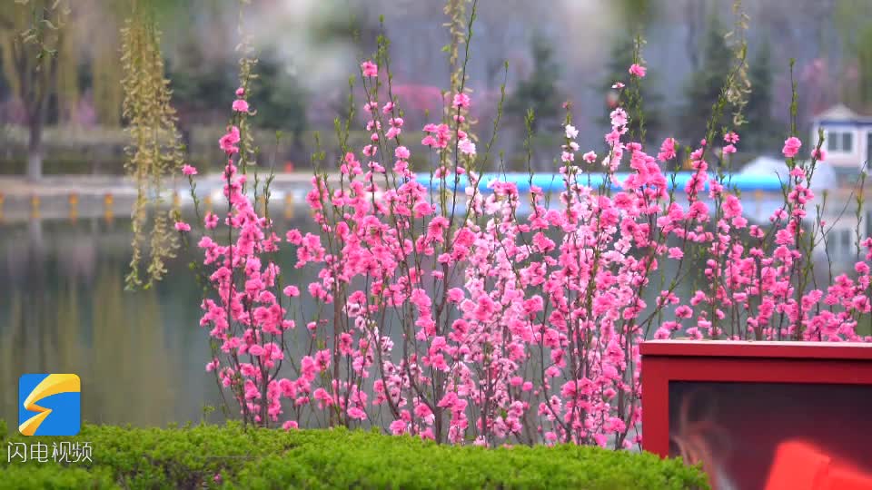 78秒｜一弯春水 一场花事！潍坊青州这里有赏不尽的春日美景