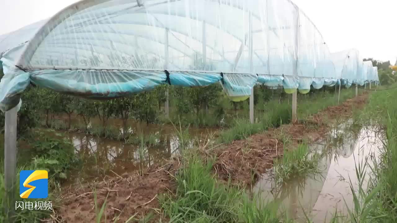 滨州沾化：专家田间指导 科学应对冬枣雨后生产管理