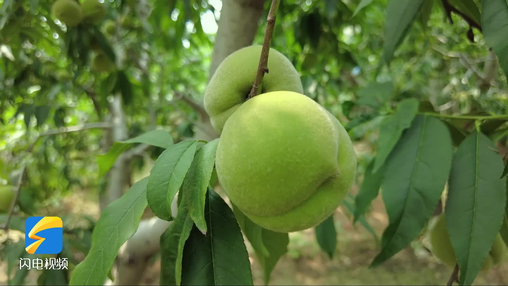 潍坊青州蜜桃长势好又将迎来大丰收