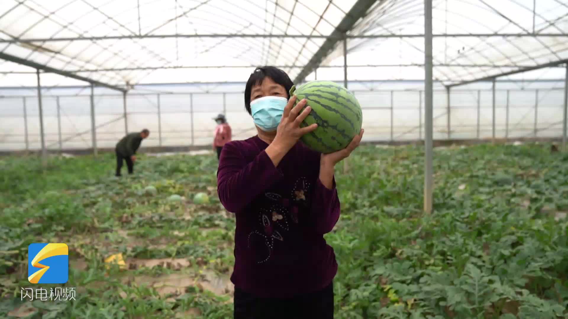 秋季西瓜一斤能卖到六块九！潍坊昌乐170余个西瓜新品种同台亮相