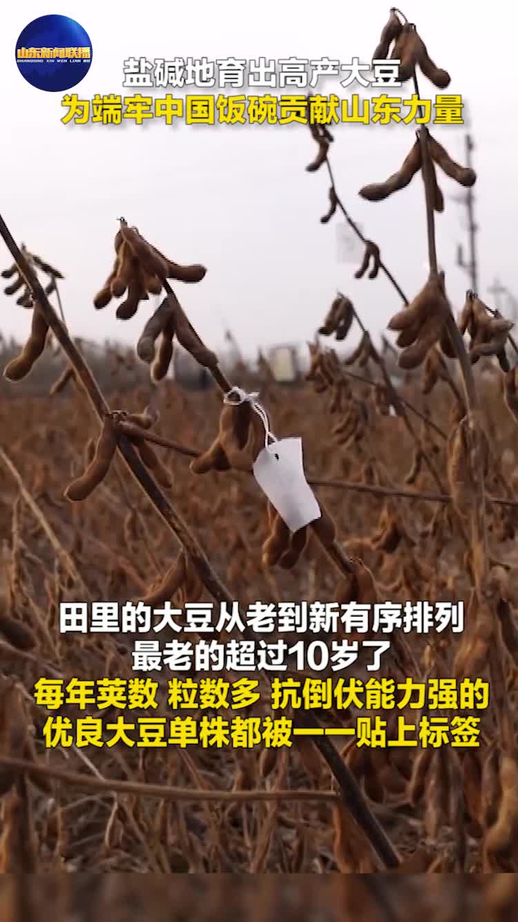 盐碱地育出高产大豆 为端牢中国饭碗贡献山东力量