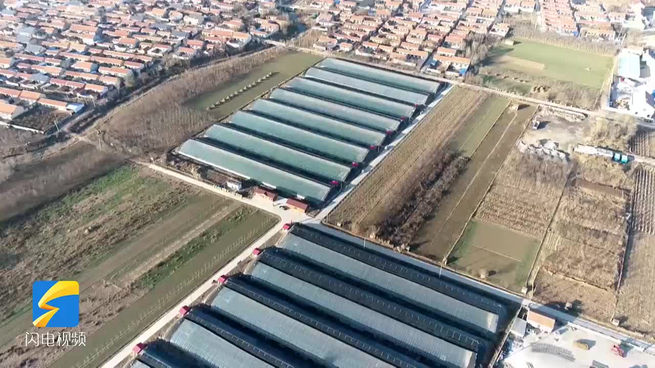 沾化冬枣产业转型升级 大棚种植总面积达到4.7万余亩