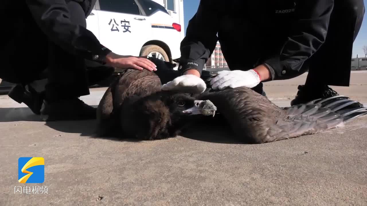 滨州市沾化区警民合力救助一只国家二级保护动物秃鹫