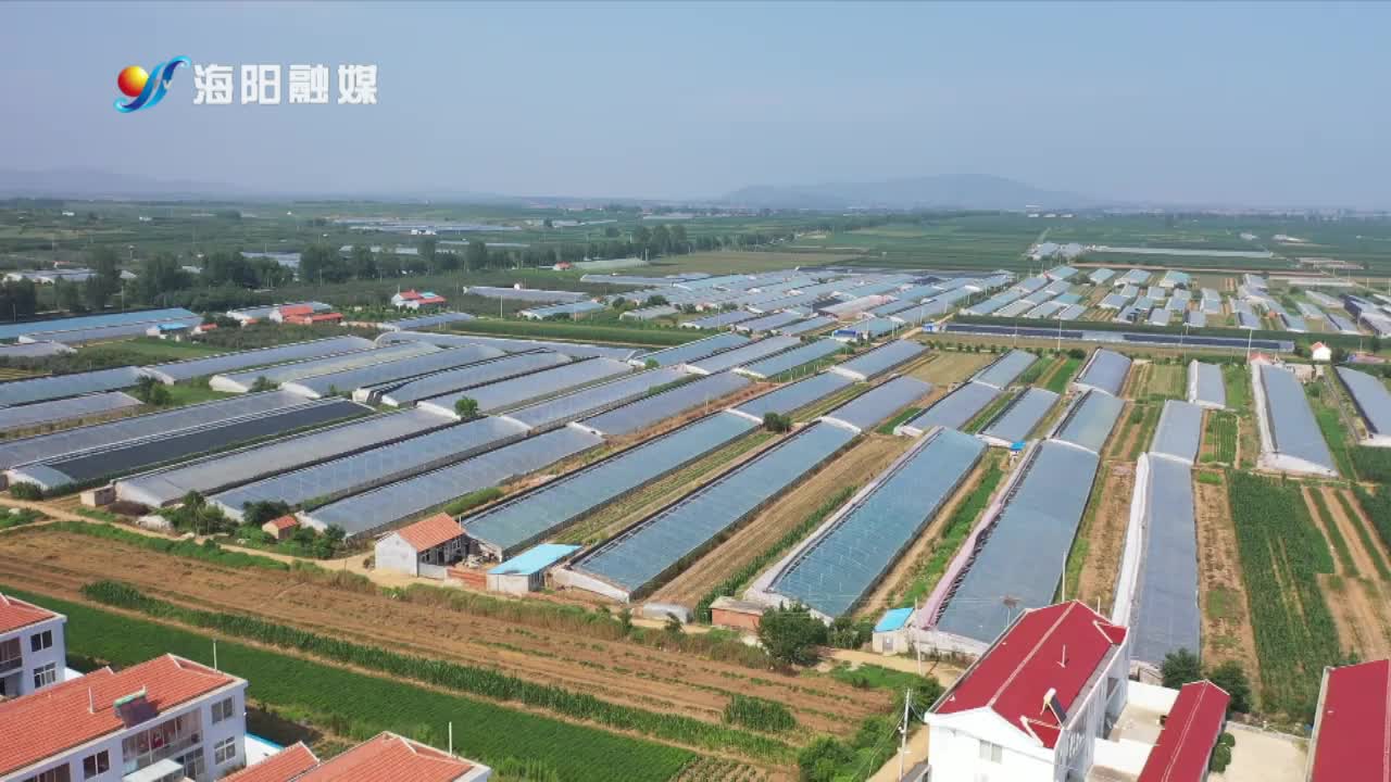 乡村振兴海阳篇章辛安镇向阳村向阳产业打造乡村振兴新局面