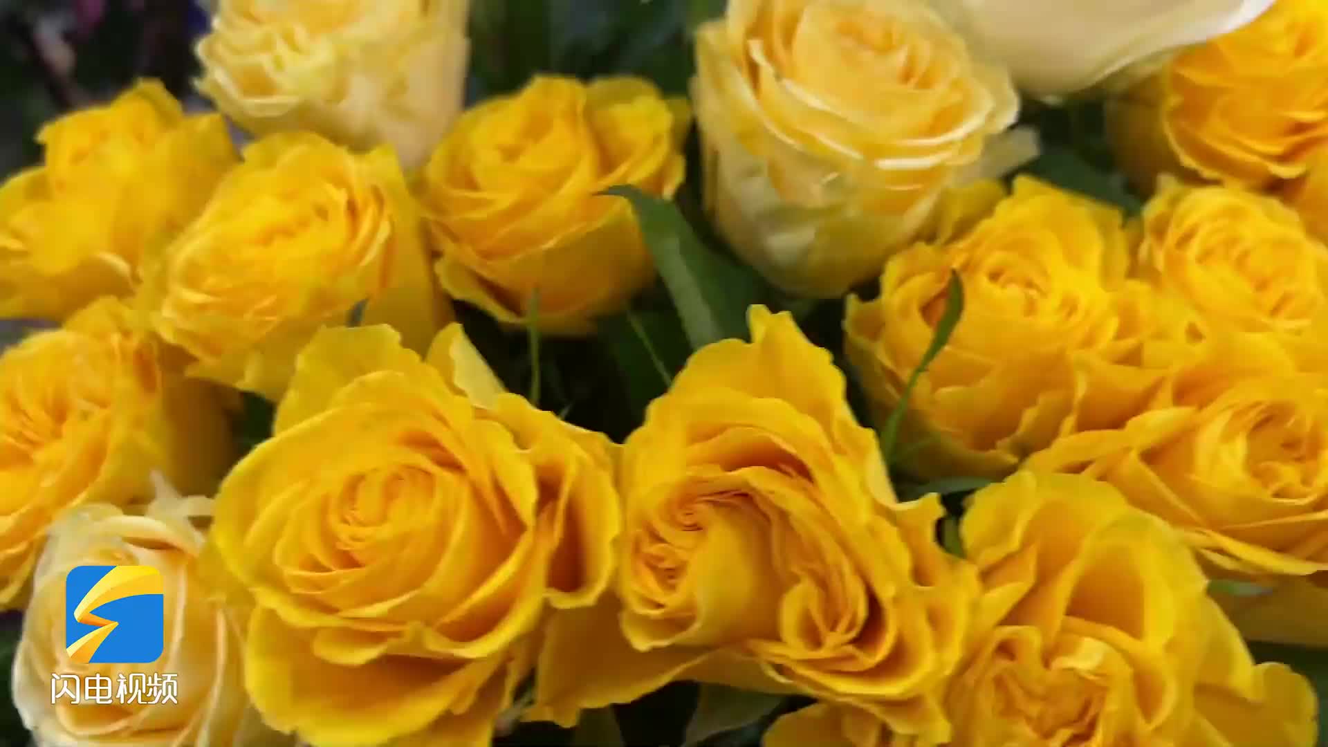 红玫瑰、郁金香、小雏菊......闪电新闻记者探访花卉市场
