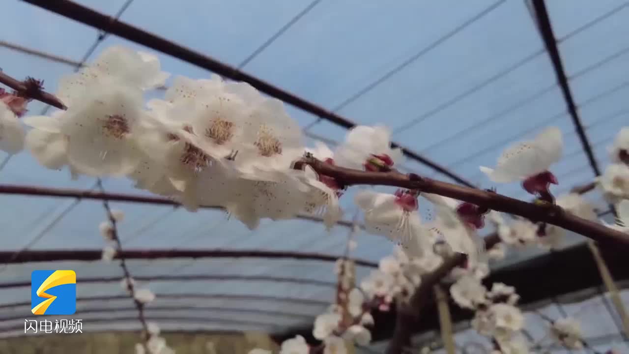 鄒平市黃山街道：杏花枝頭笑 果農授粉忙