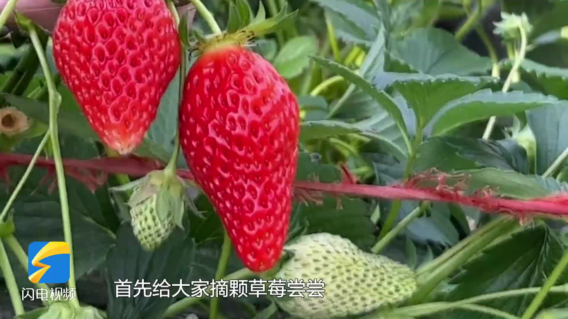 产量大价格高 济南大棚草莓“吃”上中草药 绿色防控病虫害