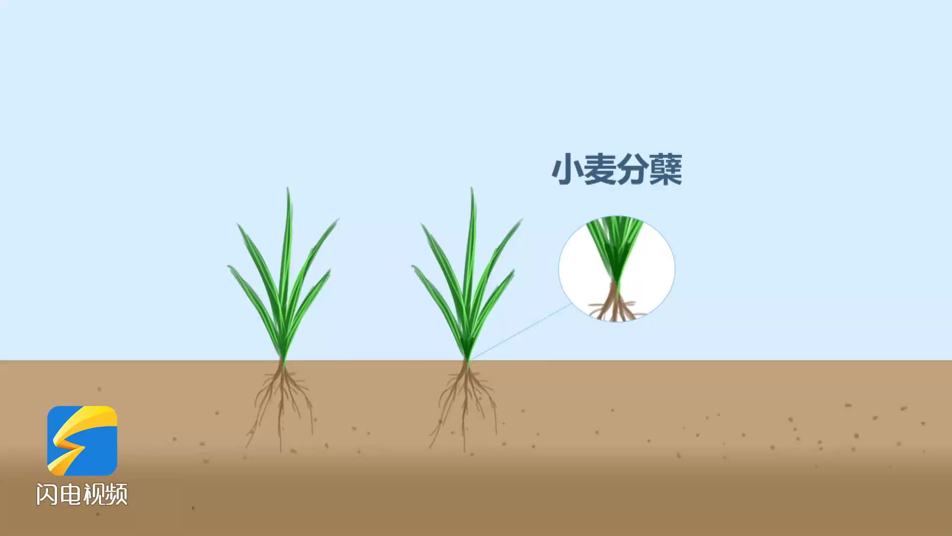 小麦返青，水肥是关键！如何科学种植 农技专家建议这么做