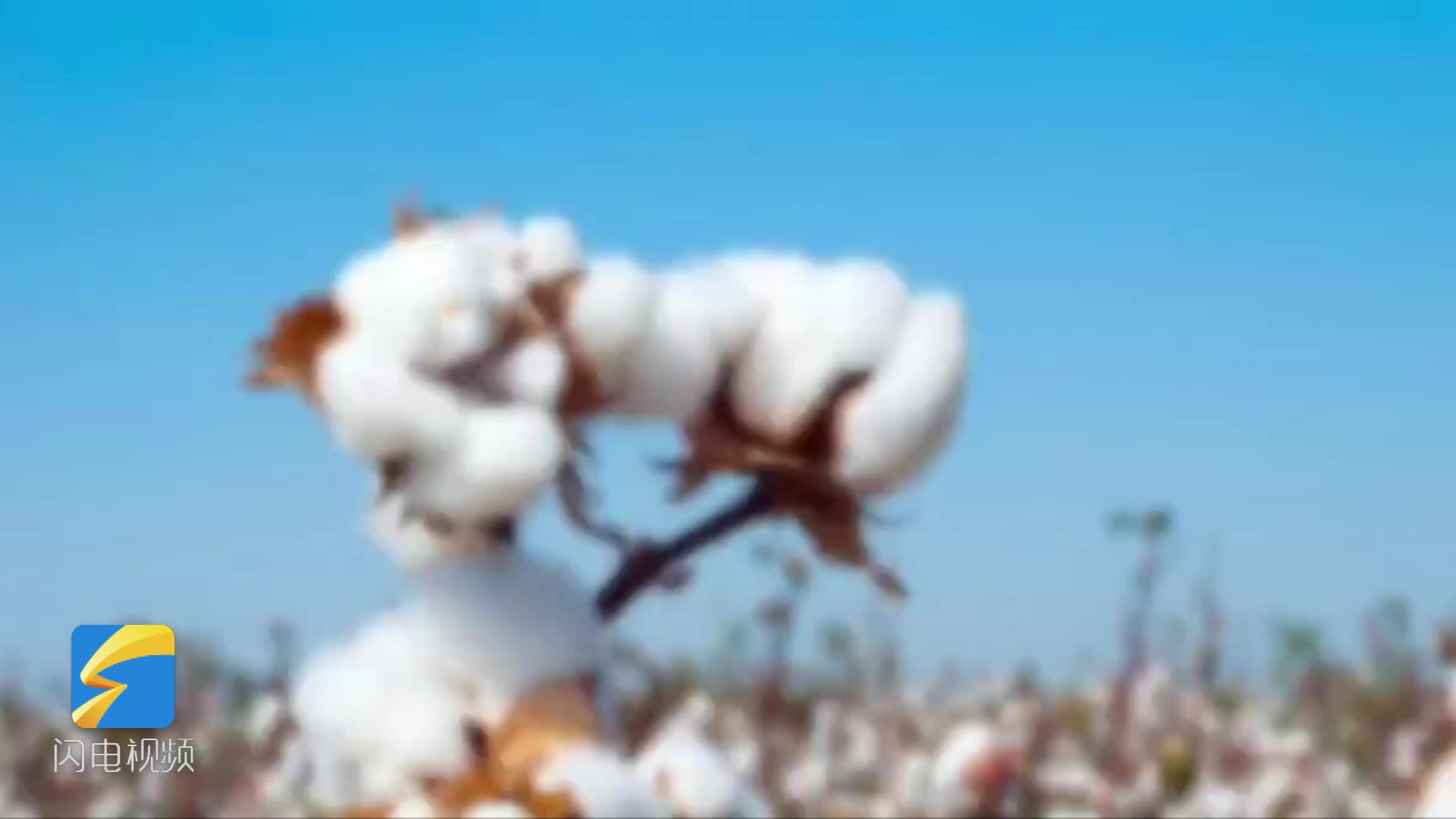 农技专家支招：棉花备播做好这4件事，丰产不用愁