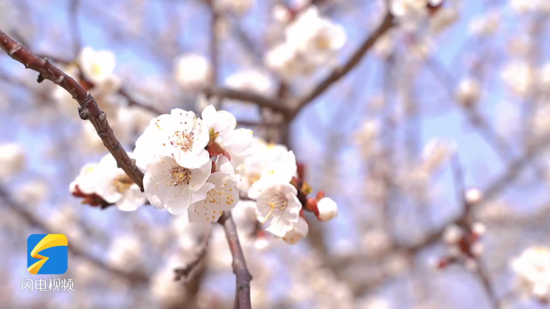临沂：一树杏花开 春色已满园