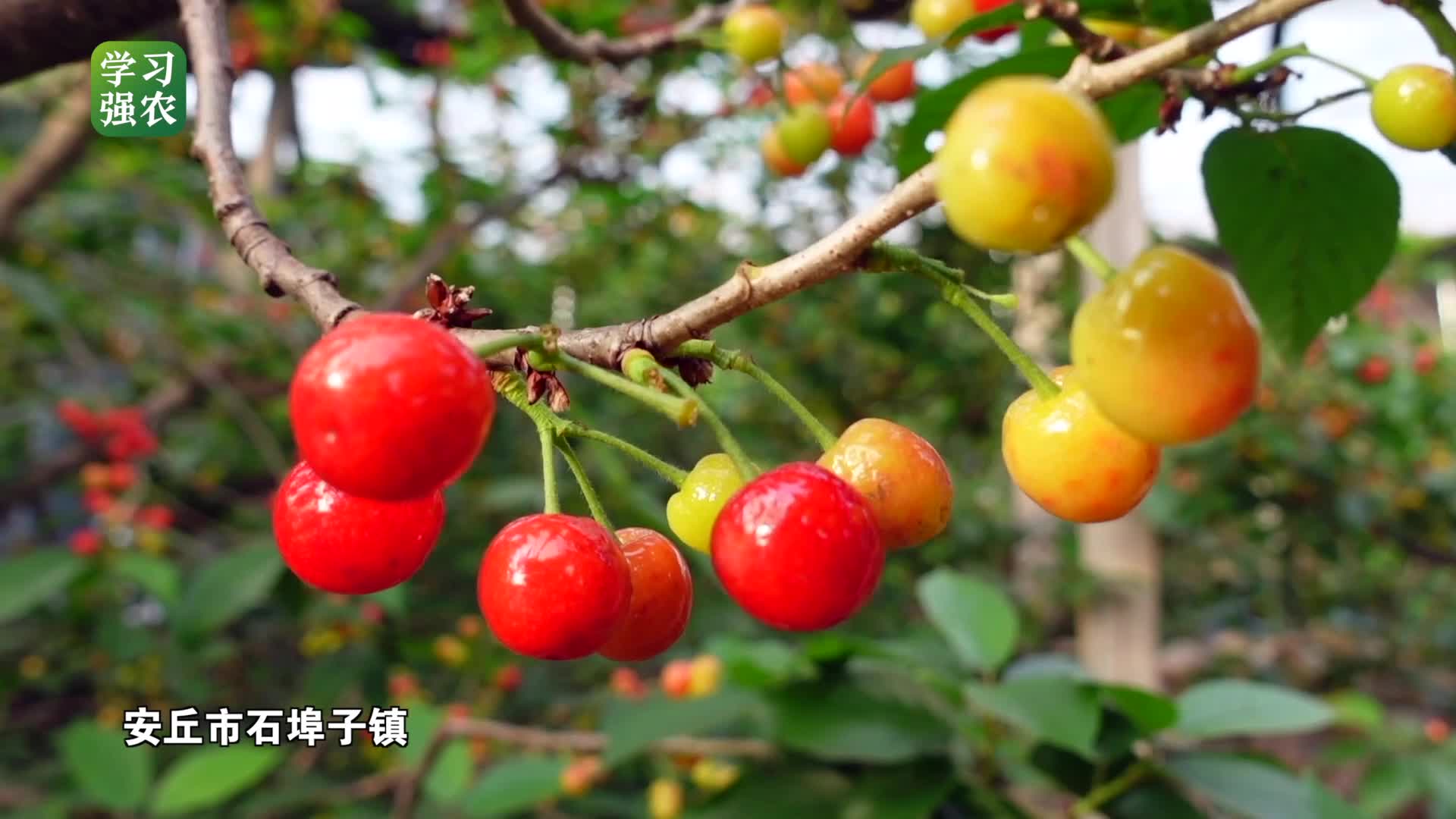 好品山東這樣的小櫻桃100塊一斤不愁賣