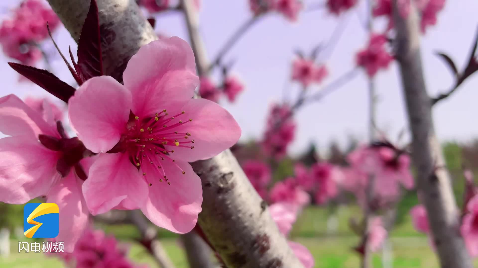 詩(shī)畫山東｜踏青何必遠(yuǎn)方，濱州學(xué)院“云賞花”春不誤！