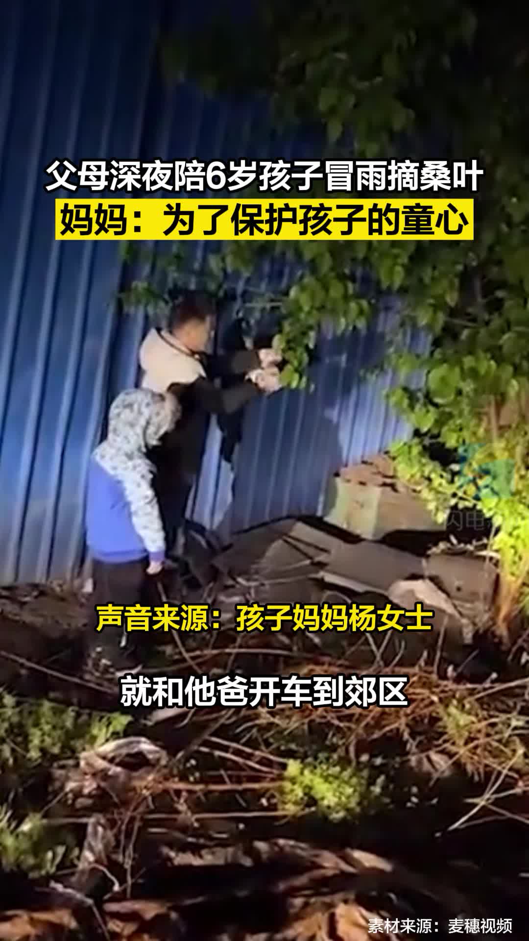 父母深夜陪6岁孩子冒雨摘桑叶 妈妈：为了保护孩子的童心  