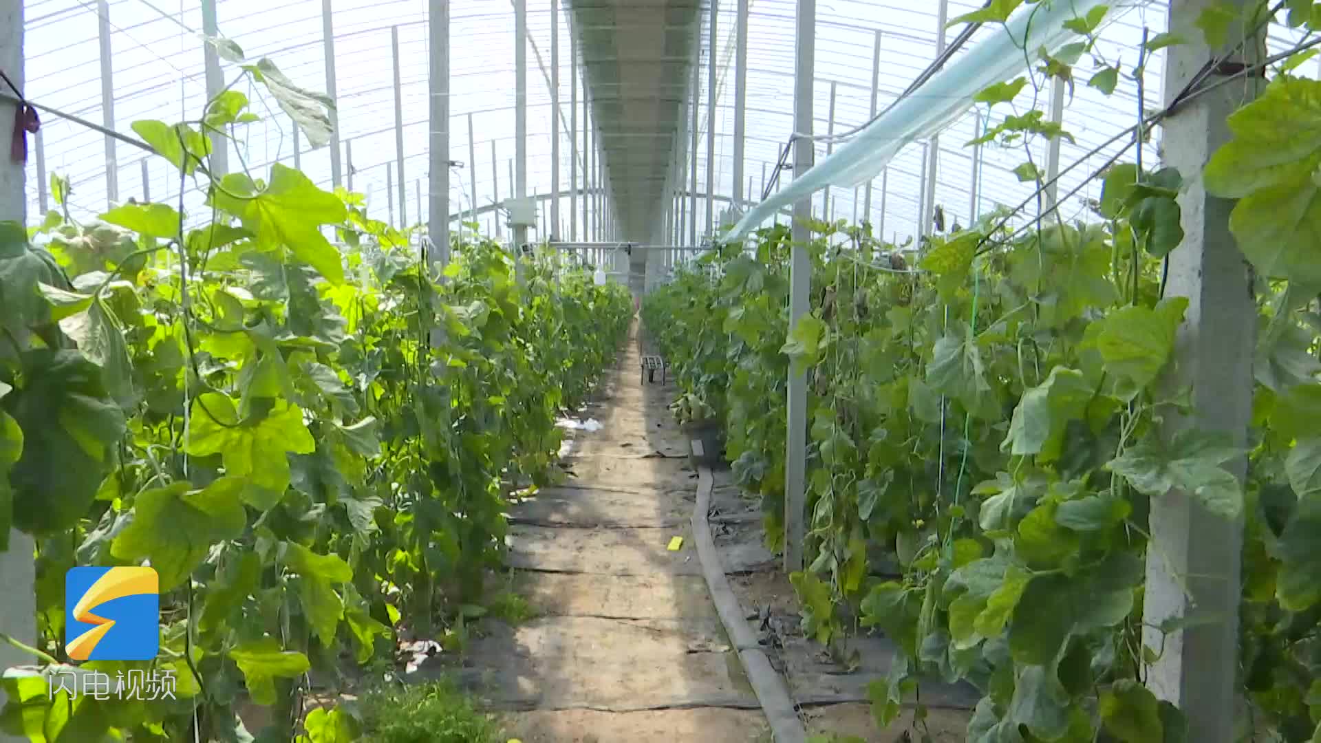 潍坊市坊子区品牌羊角蜜甜到农户心坎里一个棚种一季净赚10万多元