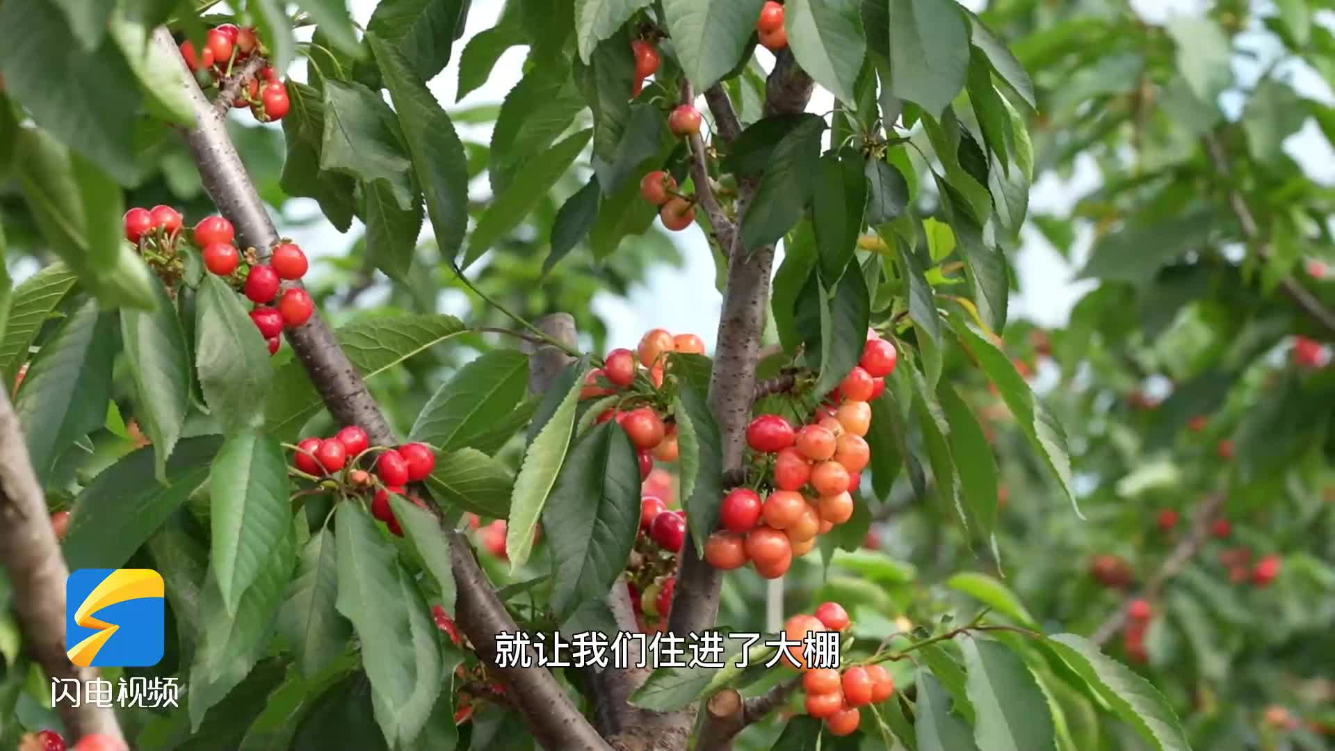 四月樱桃红 临沂莒南一颗小樱桃带“红”亿元乡村振兴大产业