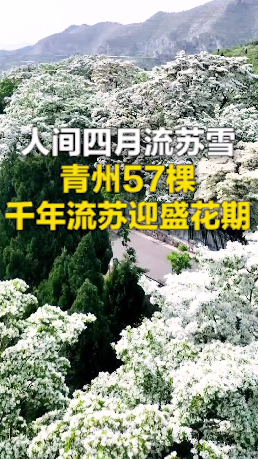 【诗画山东】人间四月流苏雪 青州57棵千年流苏迎盛花期