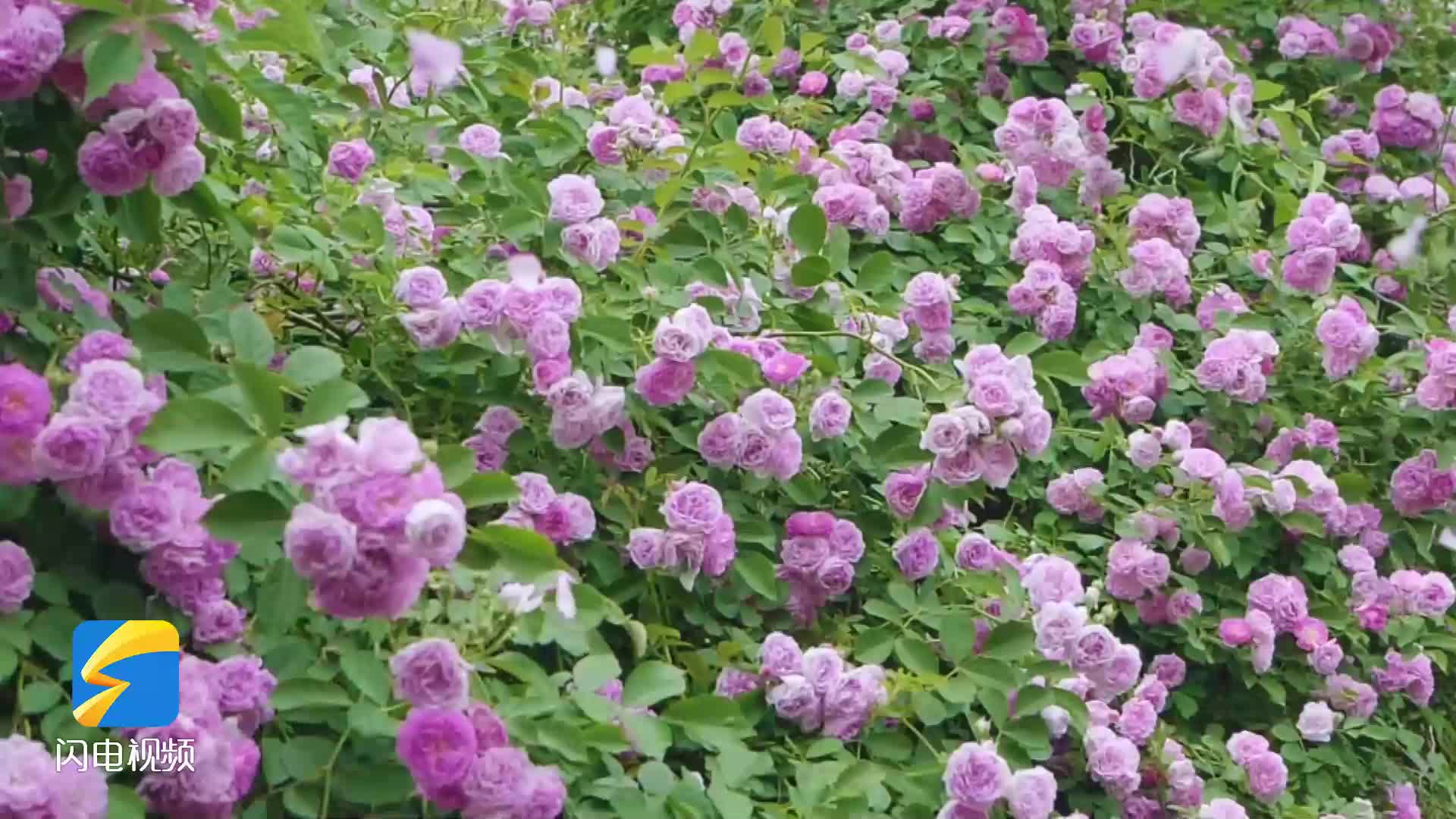 云赏花｜泰安：蔷薇花开 芬芳满城