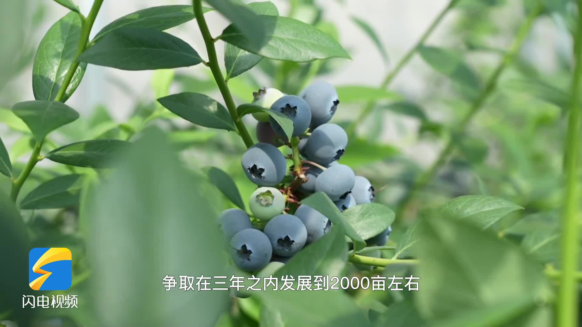 临沂：日产2000多斤 蓝莓上市供不应求