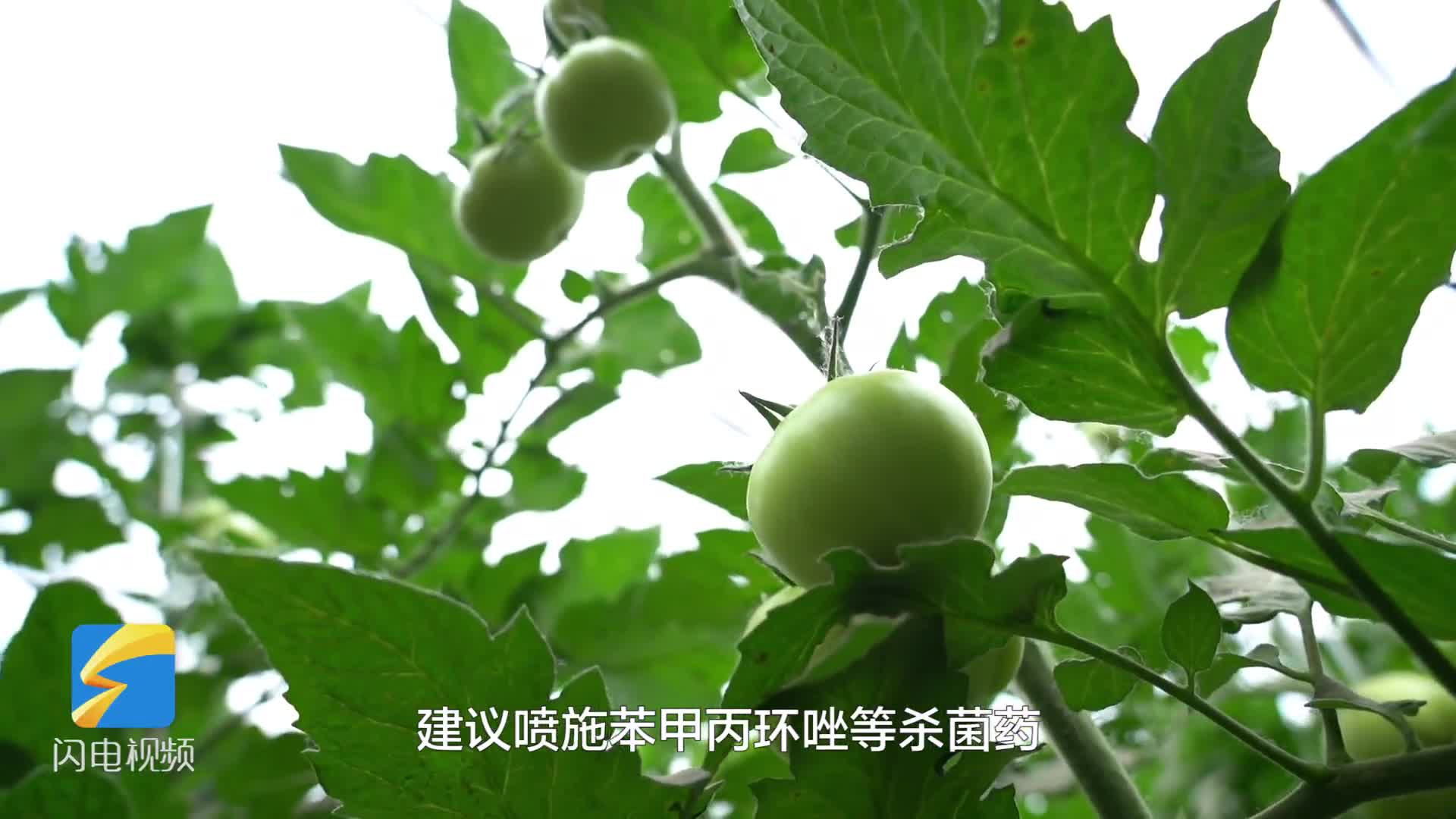 武城：积极应对阴雨降温天气 确保大棚果蔬稳定生长