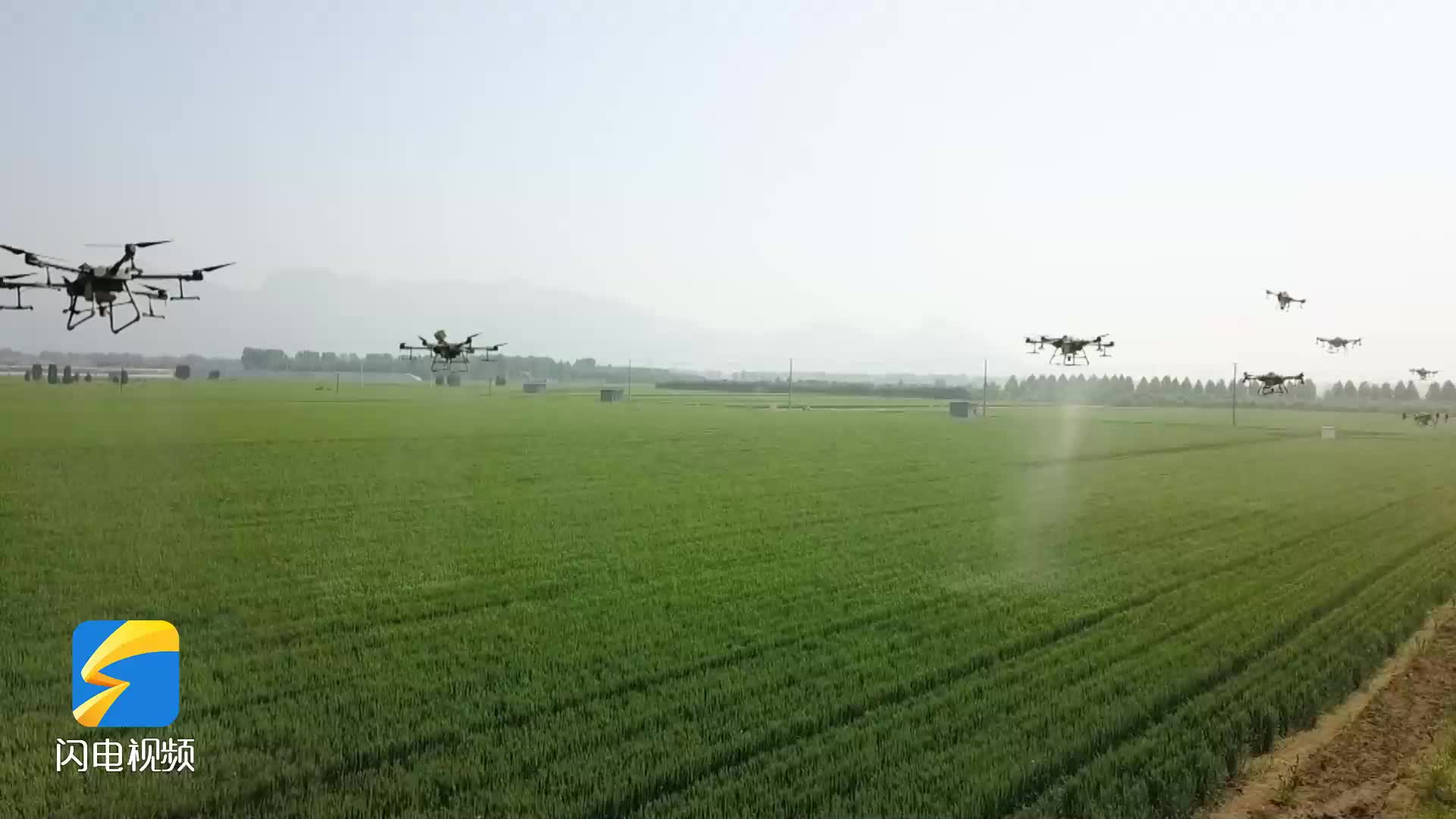 ​“小飞机”助力“大丰收” 泰安新泰市“一喷三防” 确保小麦丰产丰收