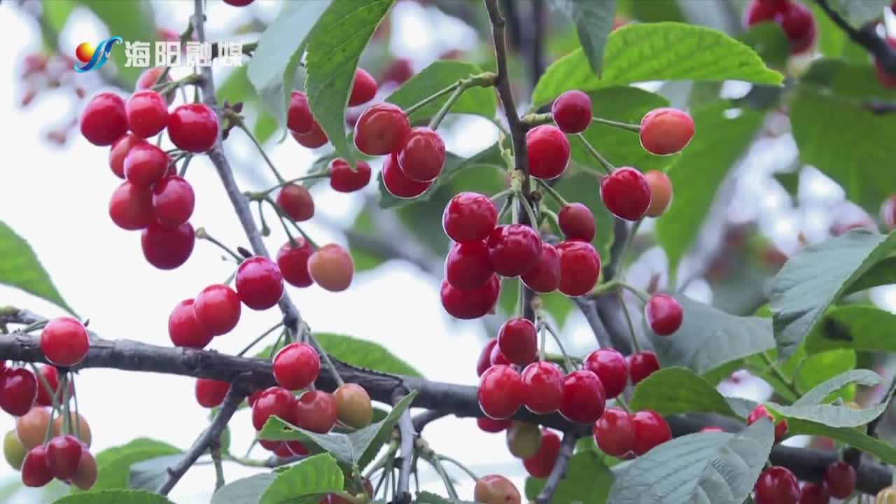 山东海阳东村街道石剑村露天小樱桃进入最佳采摘期