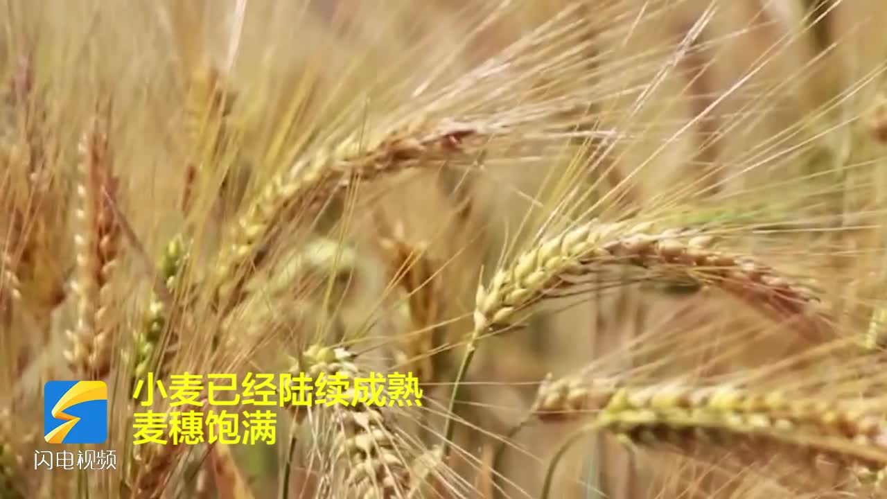 枣庄市市中区孟庄镇 风吹麦浪 丰收在望