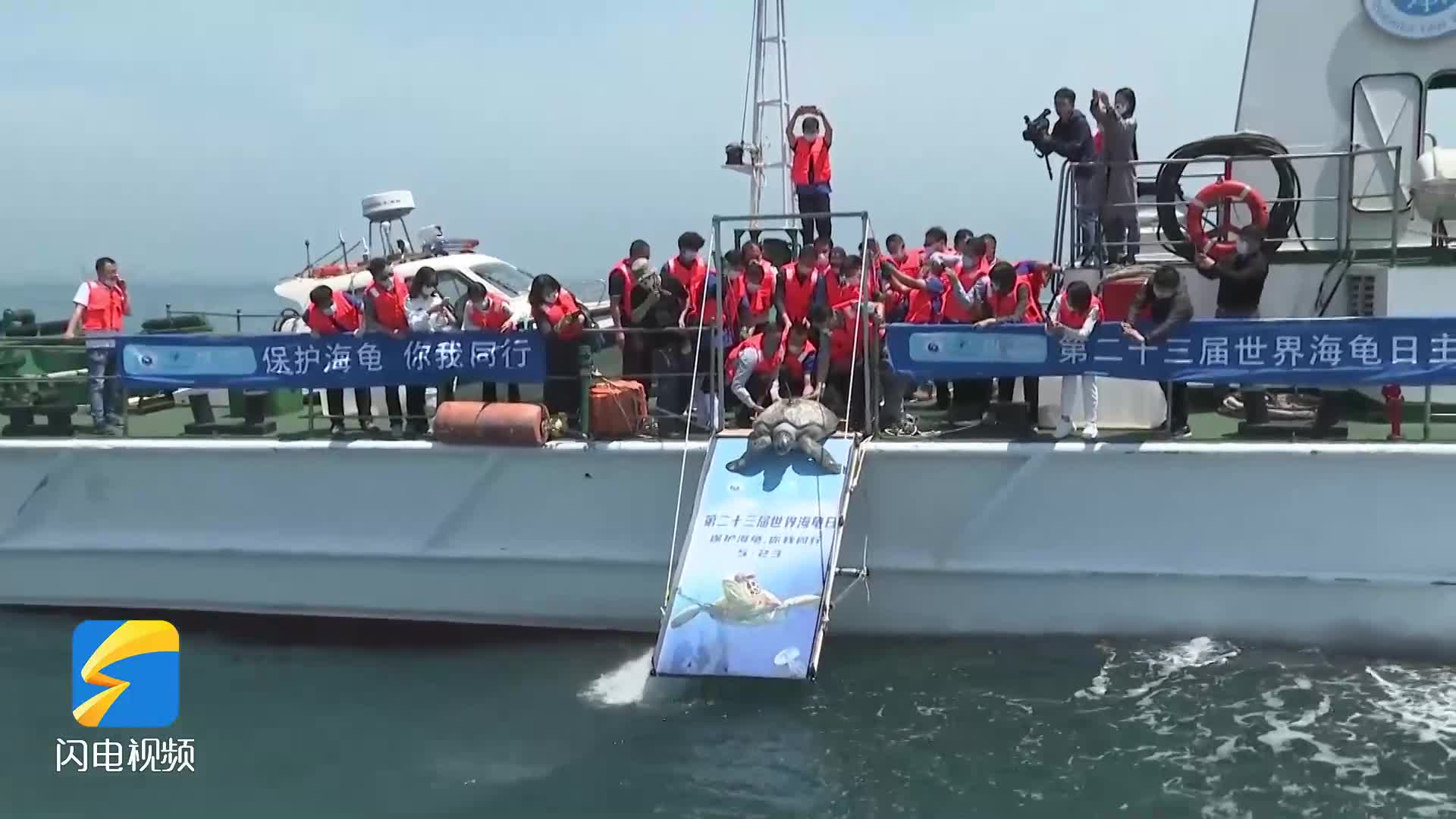 5只被救助罚收海龟在青岛海域放归大海