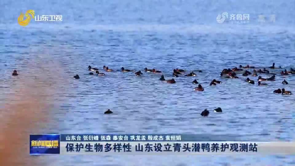 保护生物多样性 山东设立青头潜鸭养护观测站