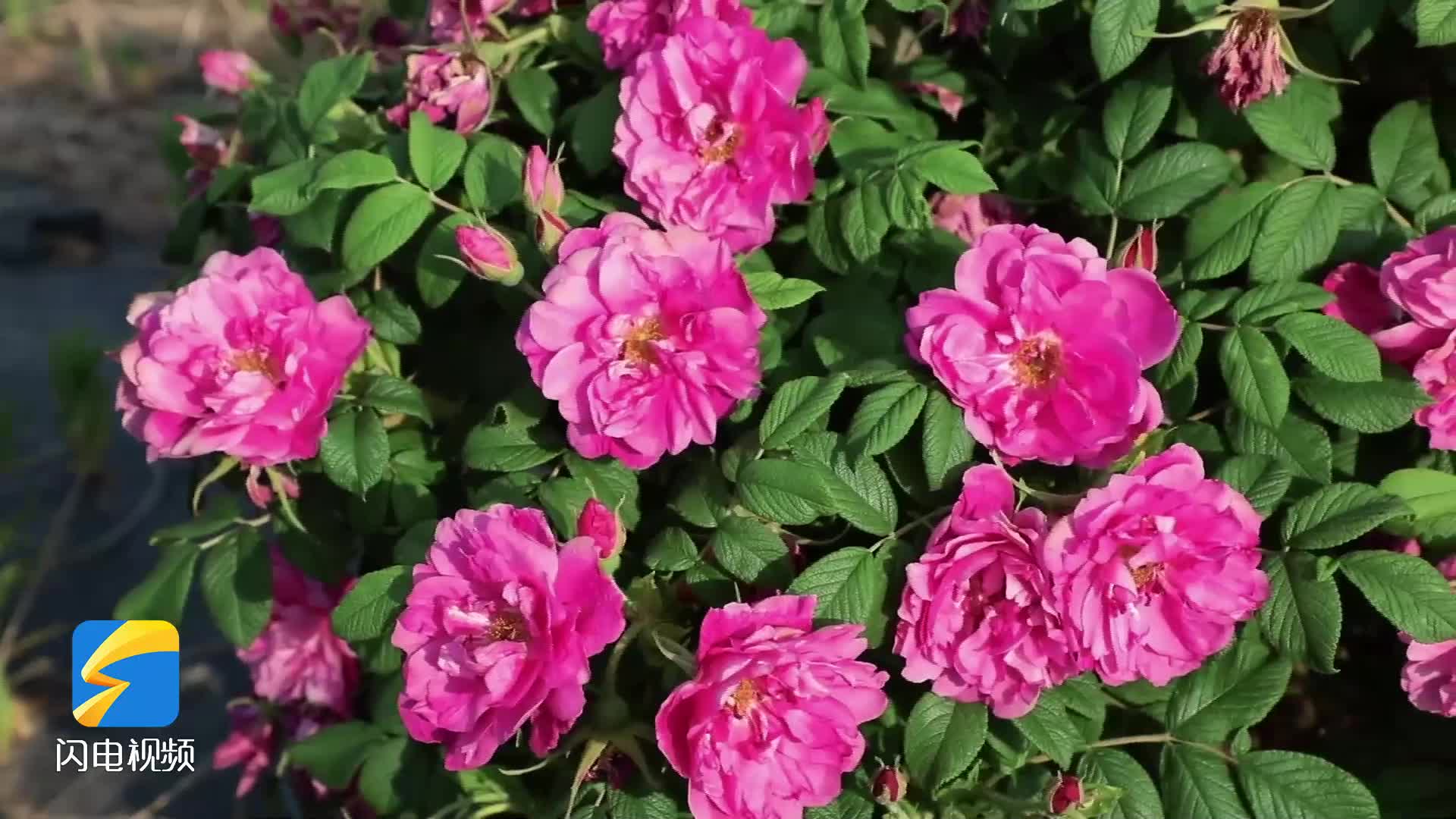 67泰安市新泰市玫瑰簇簇开开尽夏日好时光