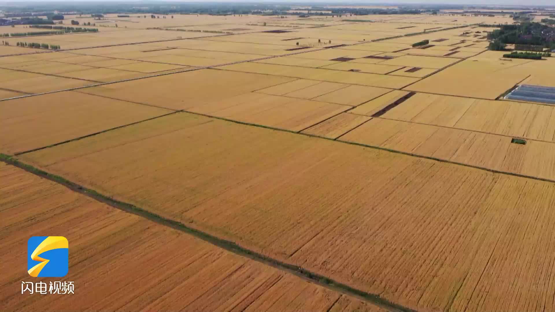 三夏时节瞰沂蒙万亩麦田 临沂436.74万亩小麦开镰收割