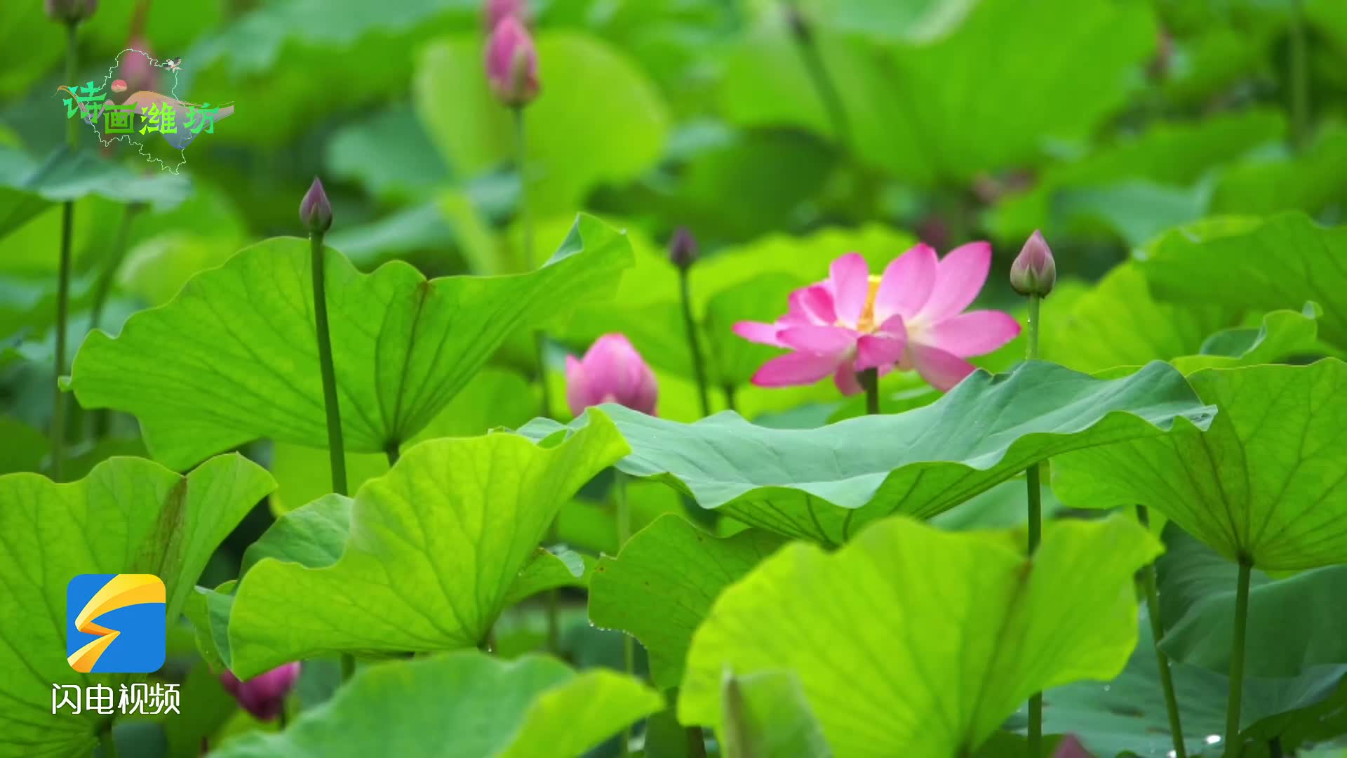 诗画潍坊青州盛夏荷花塘中开几许清韵幽幽来