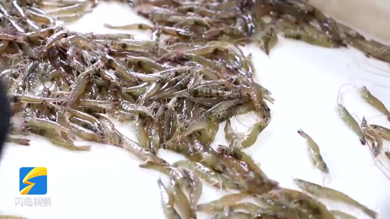 无棣：推动产业融合 探索渤海对虾养殖新模式