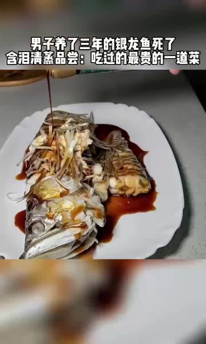 男子养了三年的银龙鱼死了含泪清蒸品尝吃过的最贵的一道菜