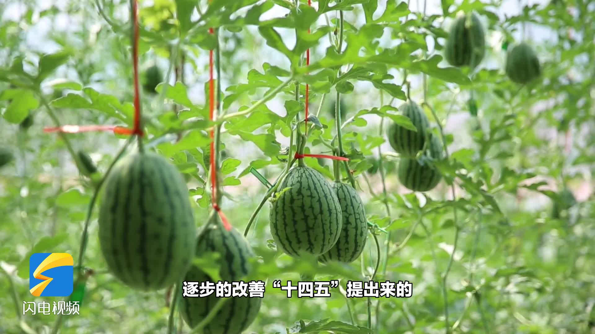 走在前 开新局｜打破国外对我国小型西瓜品种的垄断 探索一粒西瓜种子里的“中国芯”