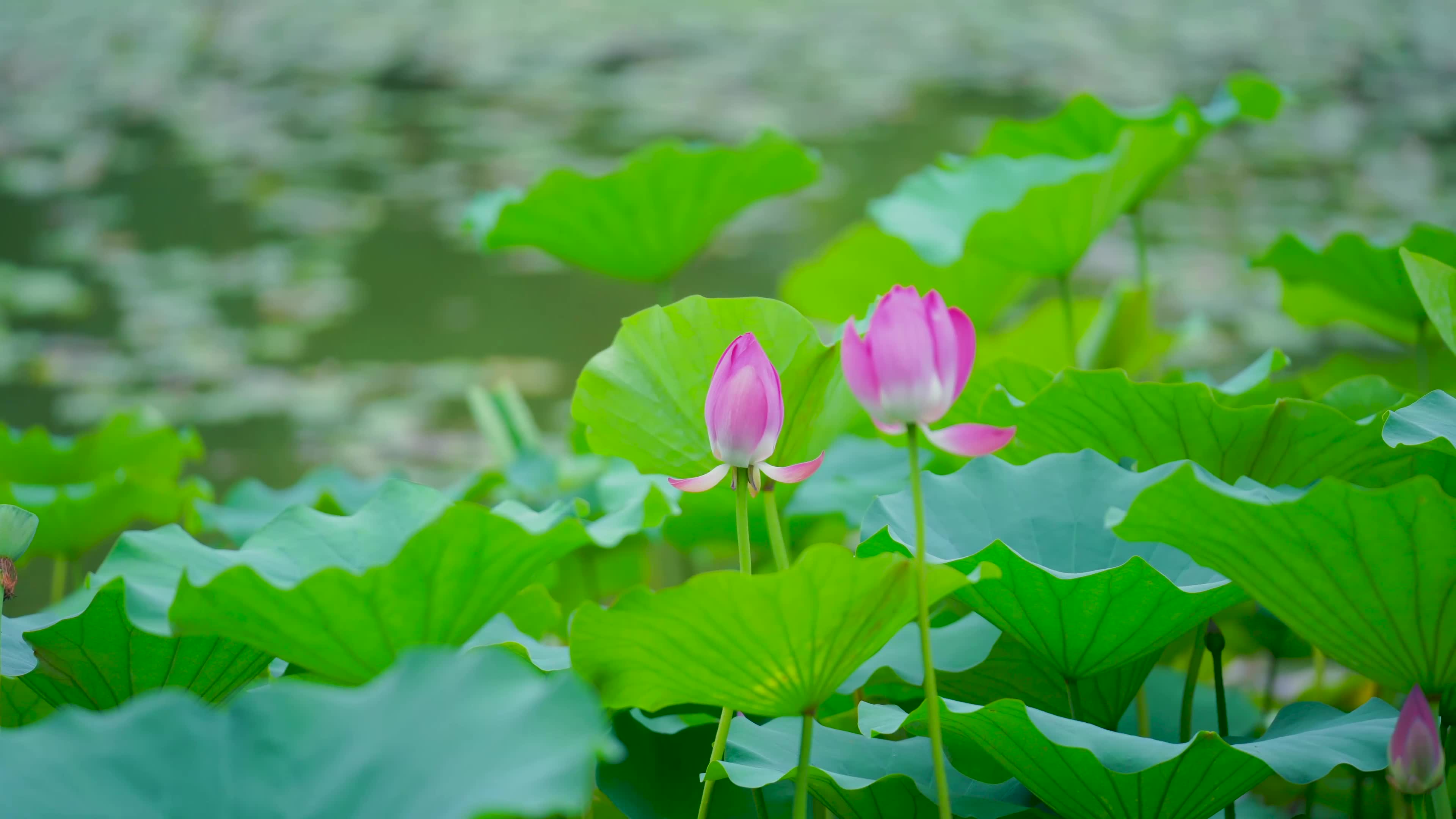 雨后荷花香四溢碧波微澜无影潭