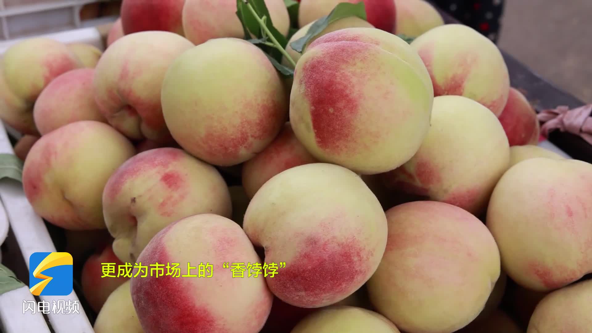 喜看丰收景！枣庄市市中区孟庄镇的桃子成熟了