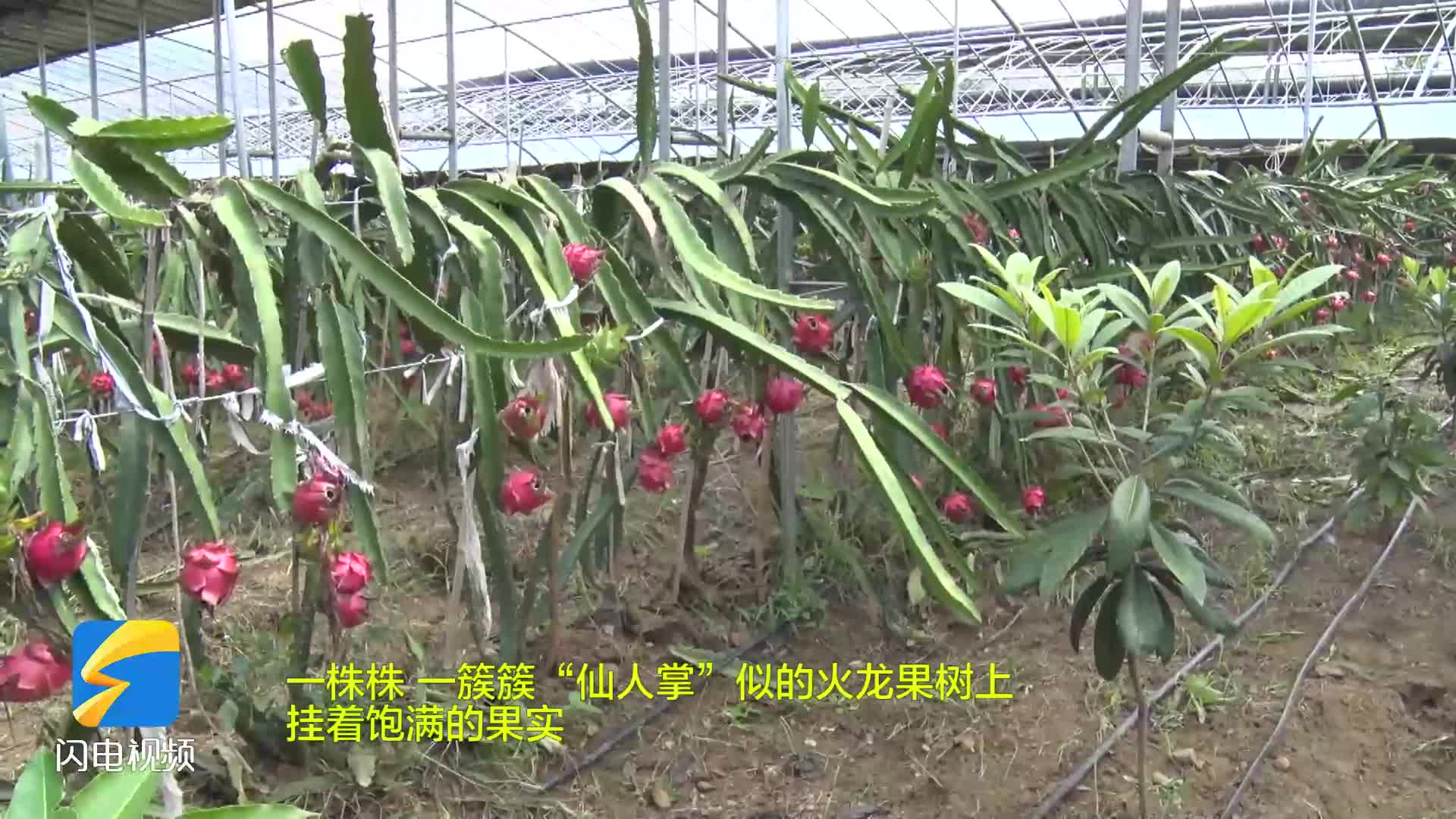 “火”起来！枣庄市市中区孟庄镇的火龙果成熟啦