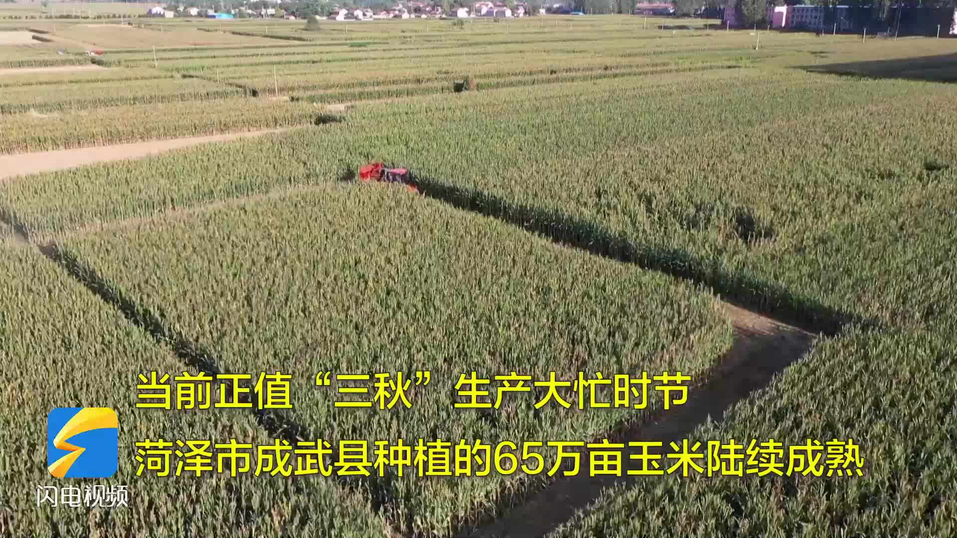 成武县65万亩玉米喜丰收 全程机械化“保驾护航”