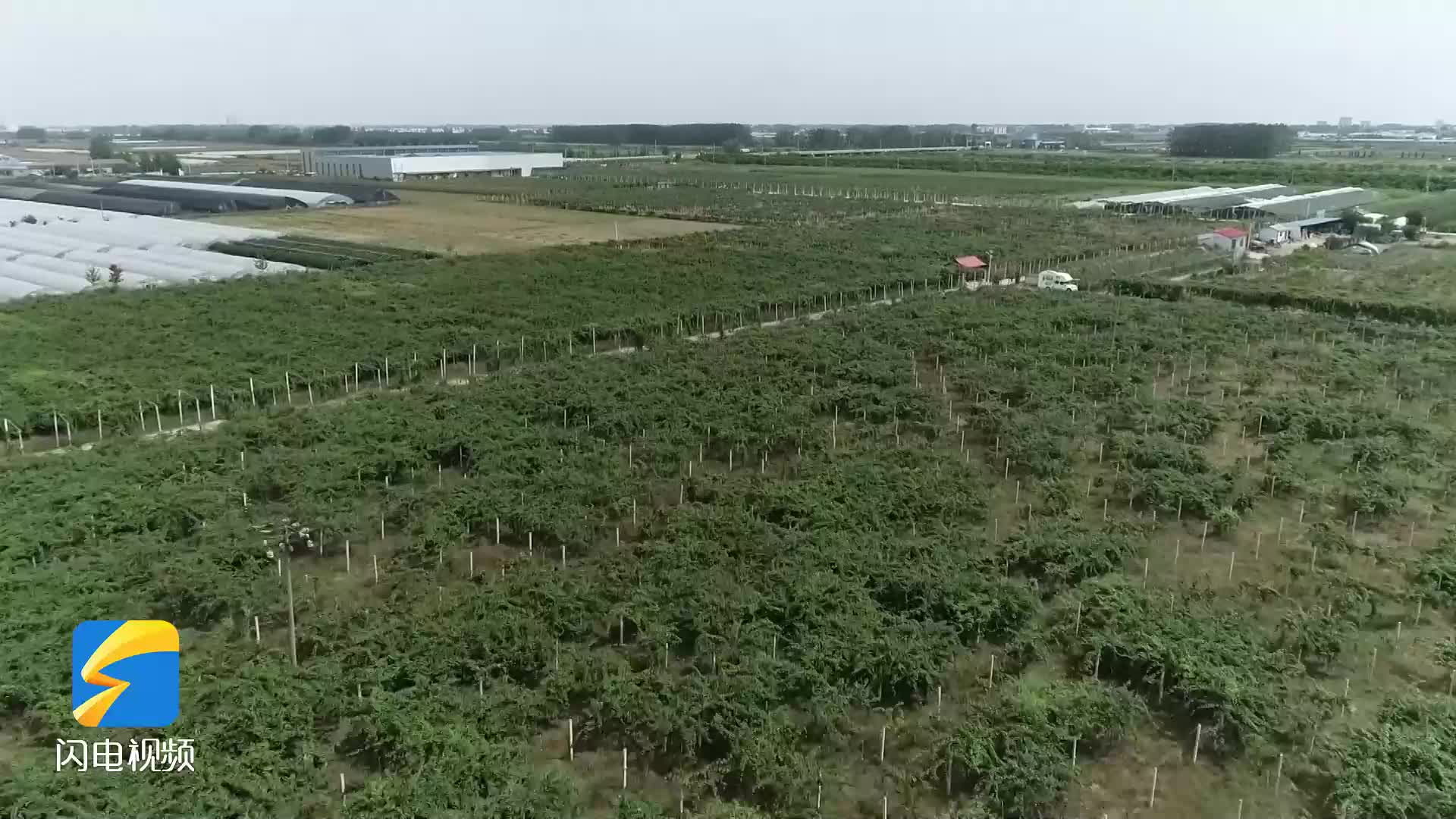 ​山东兰陵县：2000亩猕猴桃喜获丰收 “致富果”助力乡村振兴