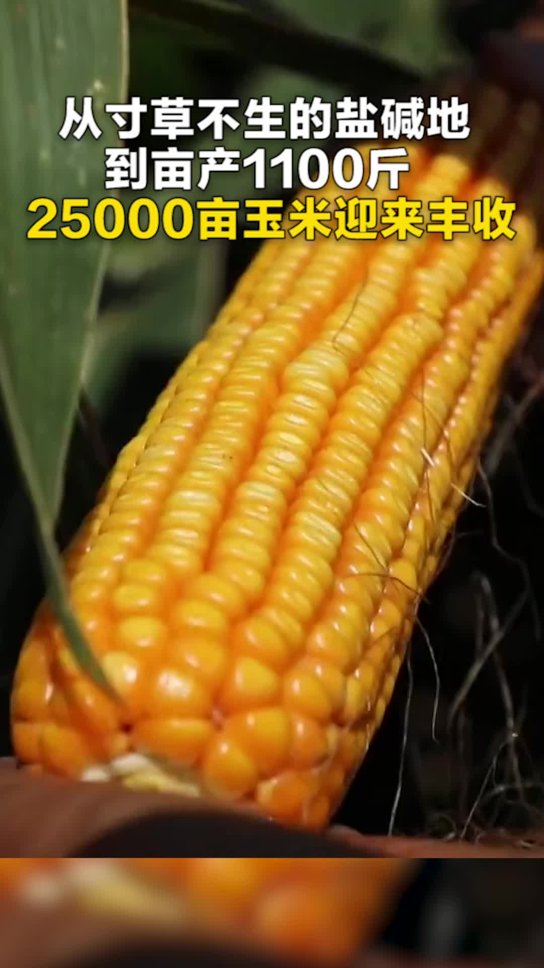从寸草不生到亩产1100斤 25000亩玉米迎来丰收
