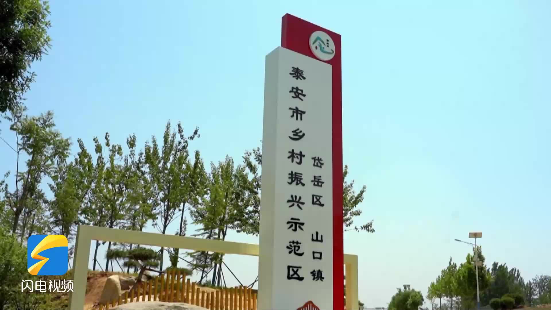 泰安市岱岳区山口镇:贡菊丰收采摘忙 乡村振兴谱新篇