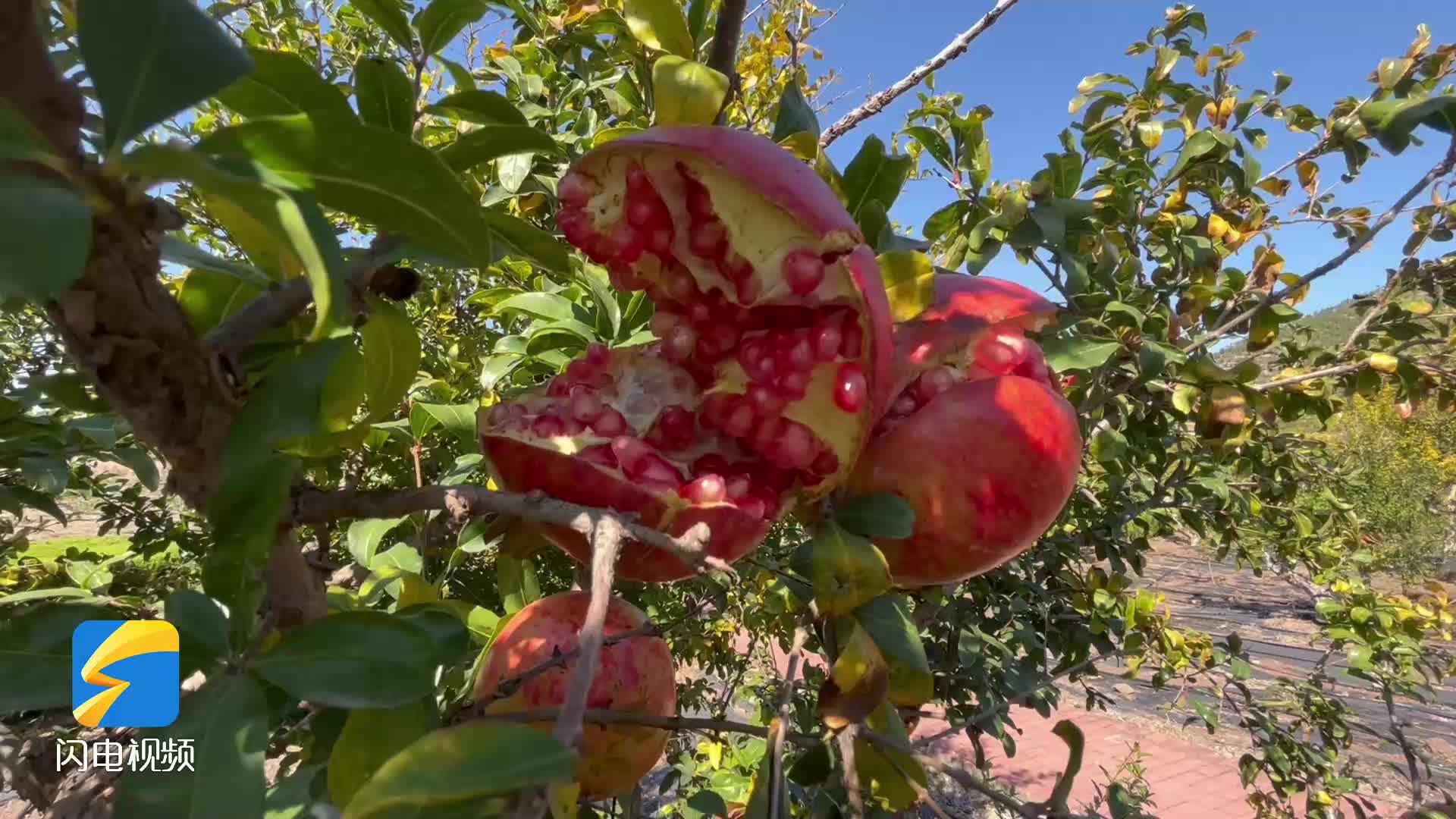 枣庄石榴开口笑石榴博览园唱响丰收曲