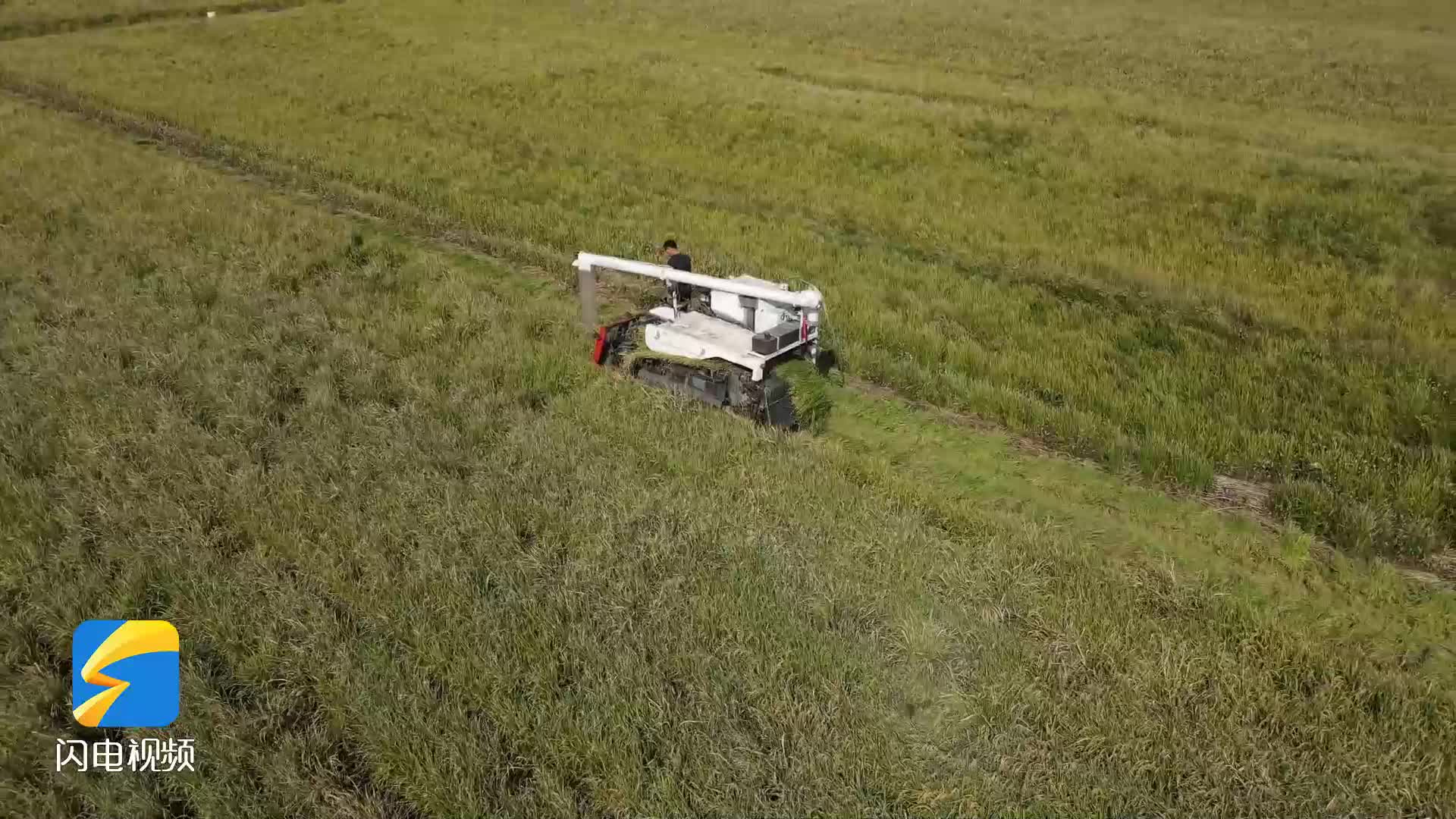 莒南：水稻高产迎丰收