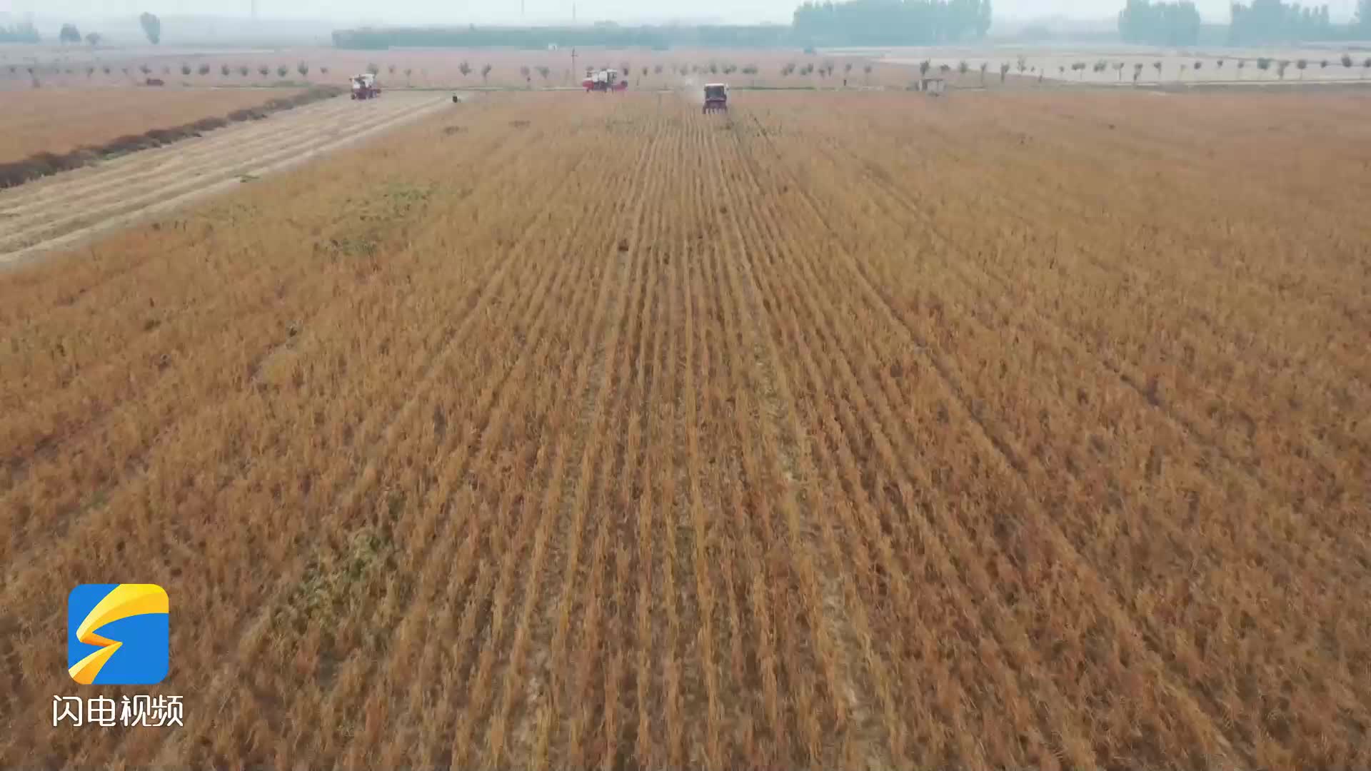 东平县：农业生产托管服务让农民当上“甩手掌柜”