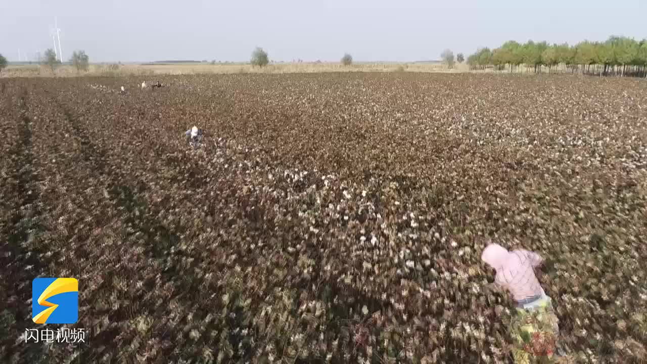 滨州沾化：棉花喜获丰收 棉农迎来采收季