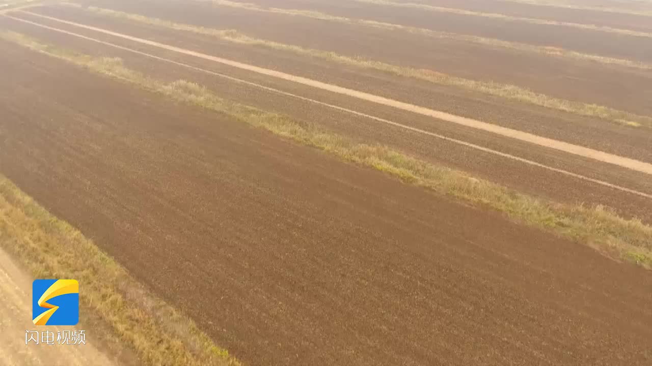 无棣：千亩燕麦秋播 提升草棉轮作效益