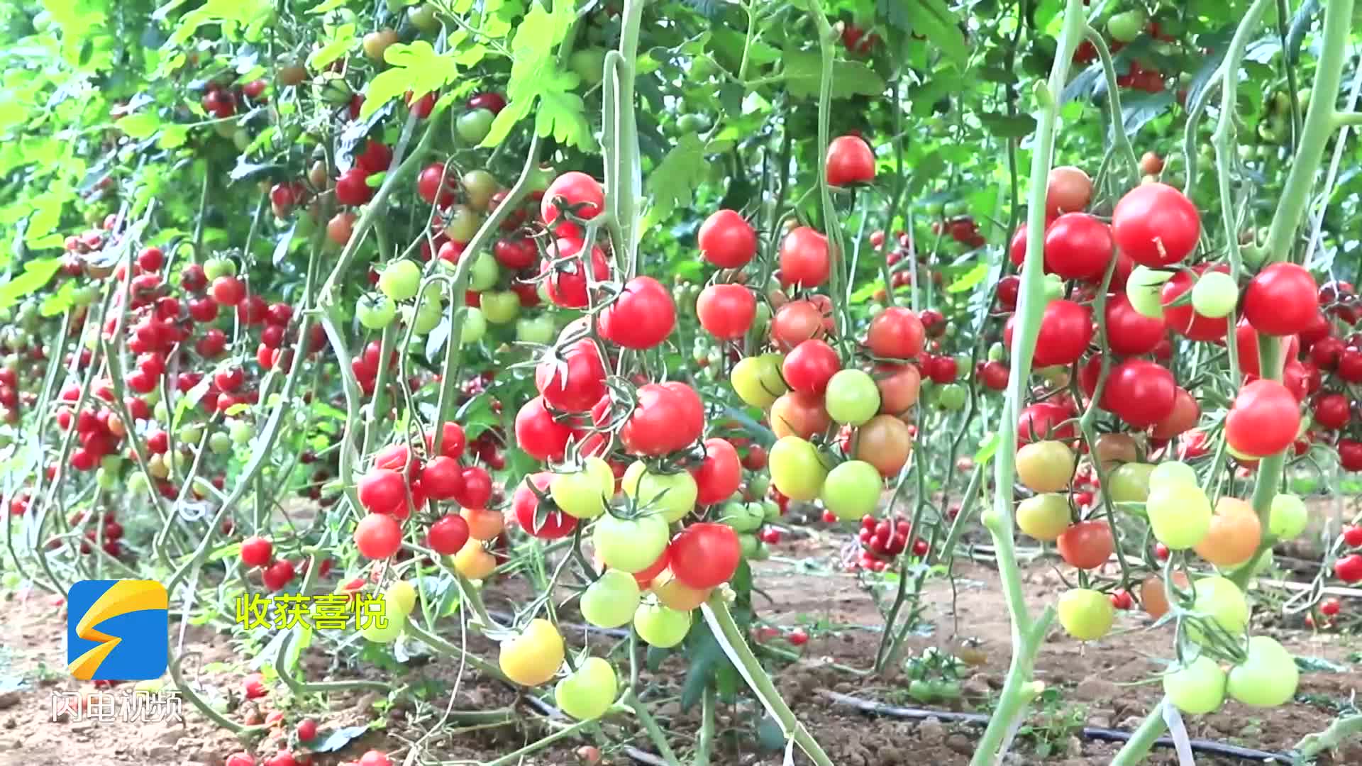 枣庄市市中区光明路街道：西红柿喜获丰收 群众增收有门路